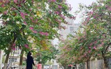 Ngỡ ngàng với con đường hoa ban đỏ trên quê lụa Hà Đông